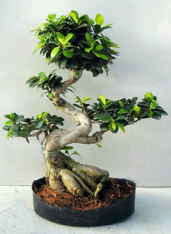 Bonsai Beringin: Antara Mitos dan Keindahan 2 Bonsai Beringin