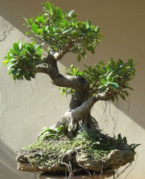Bonsai Beringin