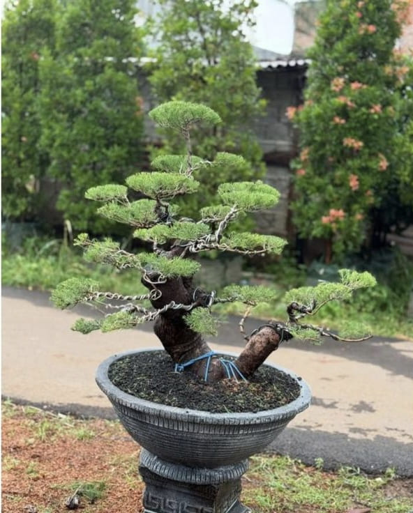 8 Jenis Tanaman Bonsai untuk Percantik Taman Rumah 6 Jenis Tanaman Bonsai