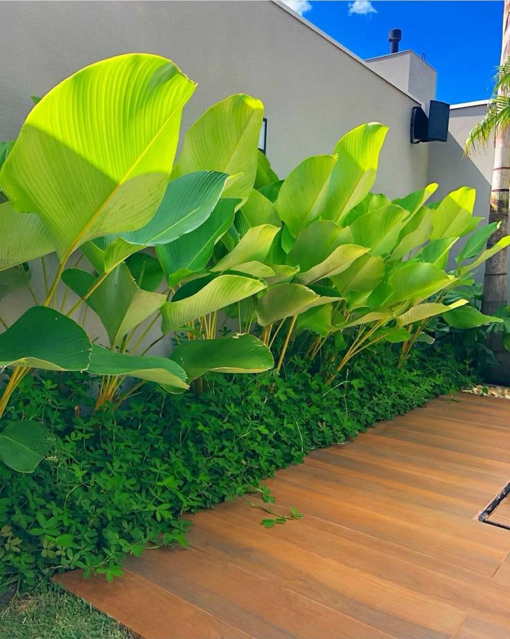 Desain Taman Samping Rumah