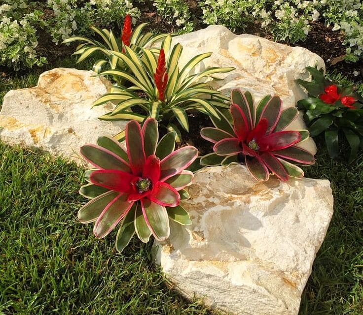 Cara Merawat Tanaman Hias Bromelia