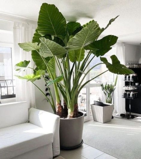 Jenis Tanaman Hias Talas