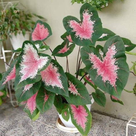 Jenis Tanaman Keladi Hias