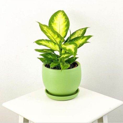 Jenis Tanaman Sri Rejeki