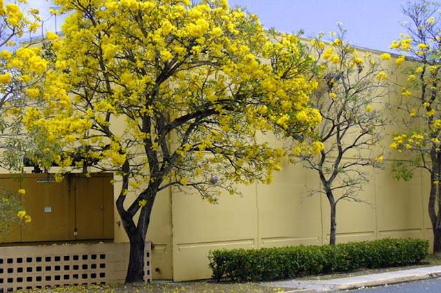 Pohon Tabebuya Si Perindang Berbunga Cantik