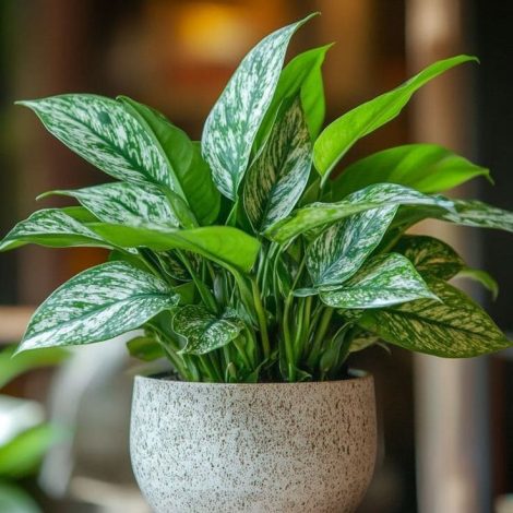 Tanaman Hias Agloenema